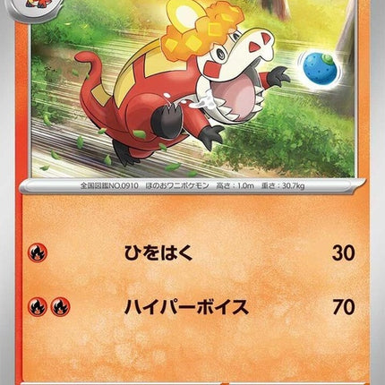 31-crocalor