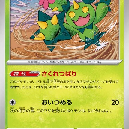 6-maractus