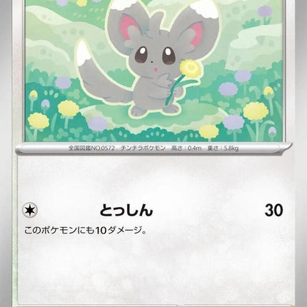 70-minccino